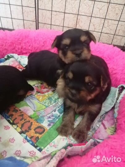 Йоркширский терьер щенки девочки mini