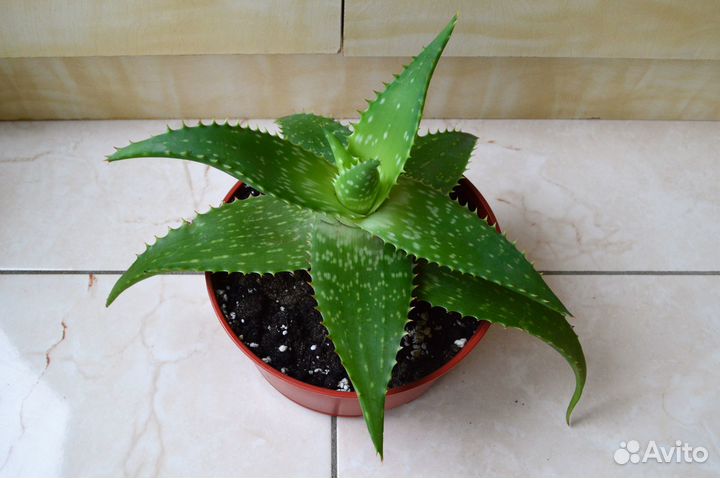 Алоэ лечебный