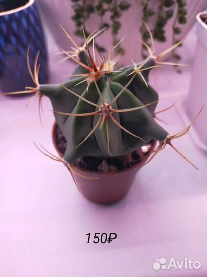 Суккуленты: композиции, алоэ, кактусы