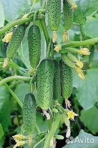 Продам, домашние огурцы