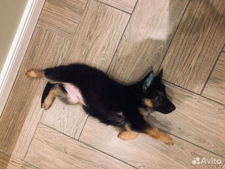 Щенки немецкой овчарки с документами