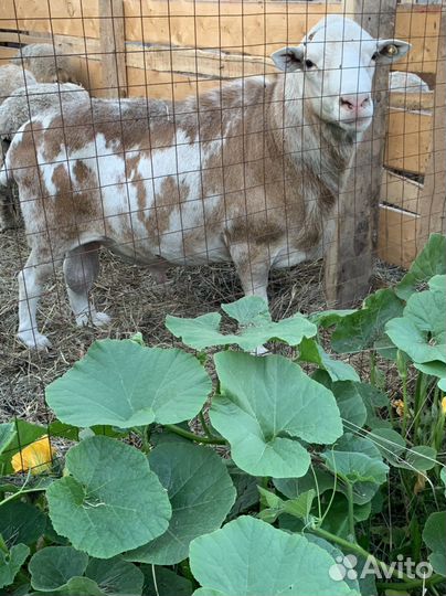 Овцы бараны катумские