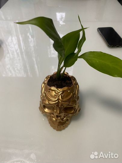 Спатифиллум