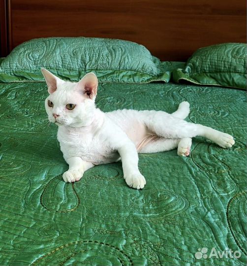 Девон-рекс вязка