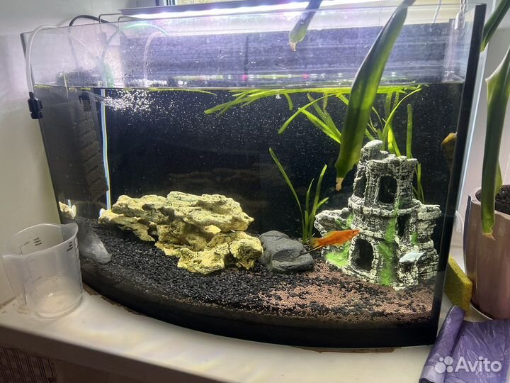 Аквариум на 60 литров