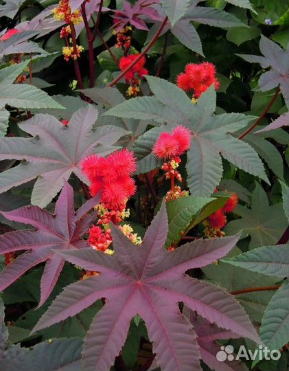 Клещевина семена