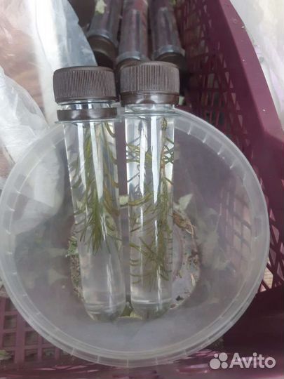 Пихтовое масло 1 литр с Алтая