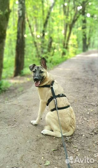 Щенок метис из приюта