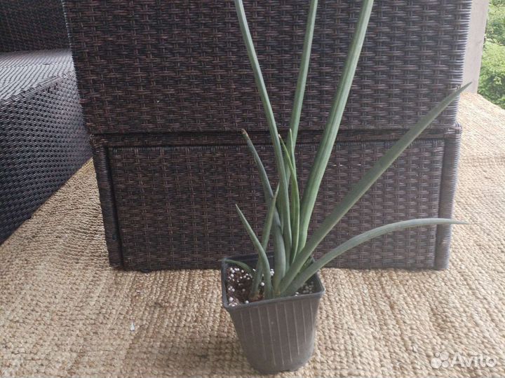 Сансевиерия сортовая
