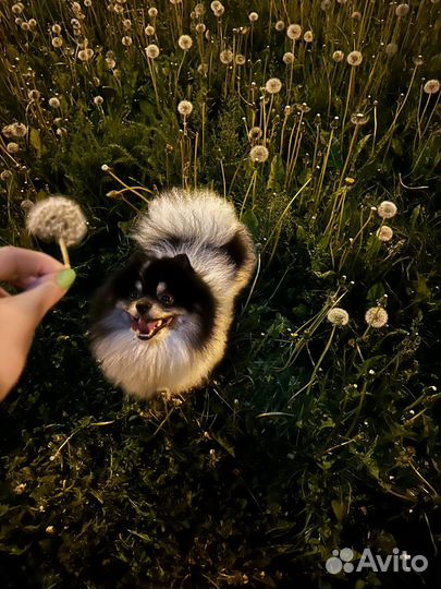 Немецкий шпиц вязка