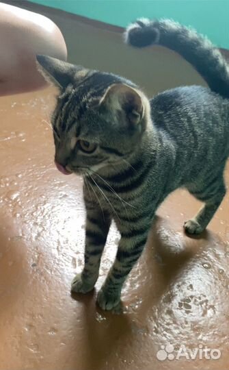 Найдена кошка