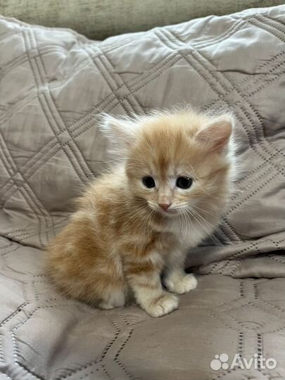 Котята в добрые руки бесплатно мальчики