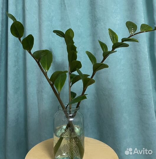 Замиокулькас