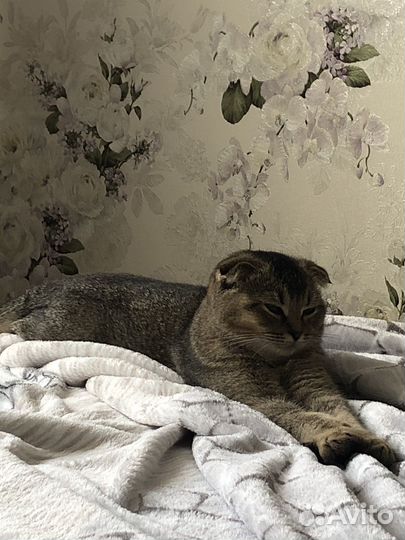 Шотландская кошка
