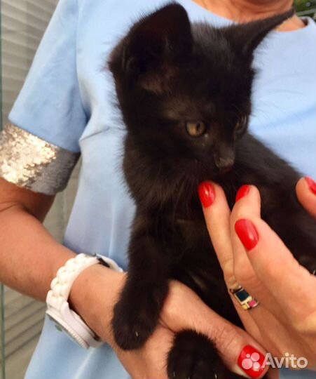 Кошки бесплатно