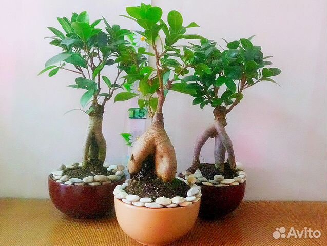 Como podar un bonsai ficus