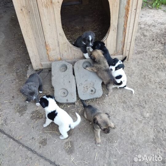 Отдам в добрые руки