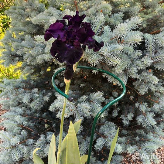 Кустодержатель (опора) для растений, металлический