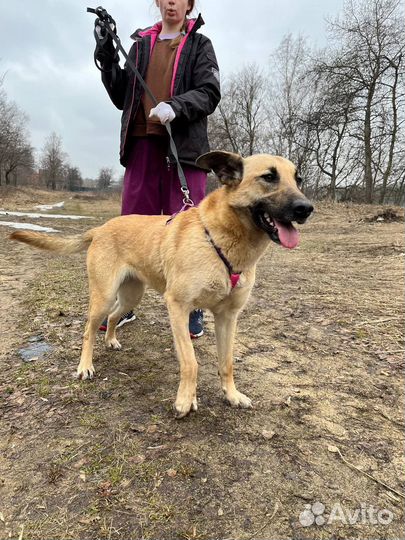 Метис овчарки из приюта