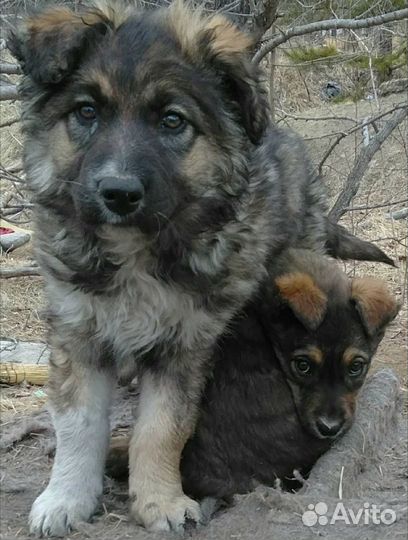 Чудесные малышки щенки 2.5 месяца