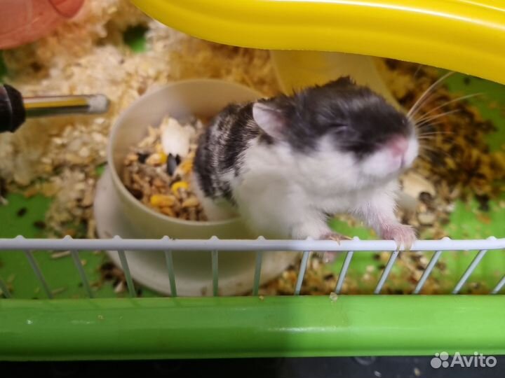 Хомяки (девочки) с клеткой