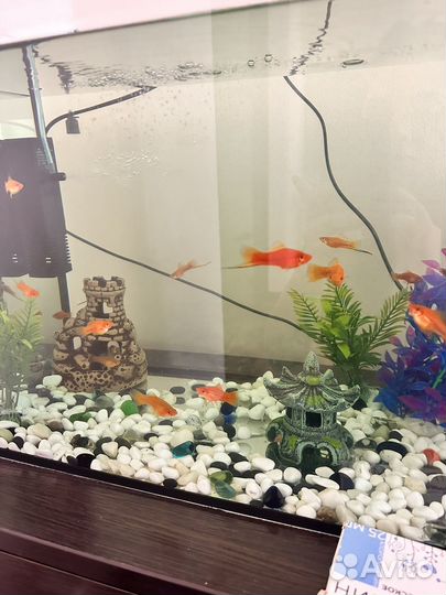 Меченосцы рыбки