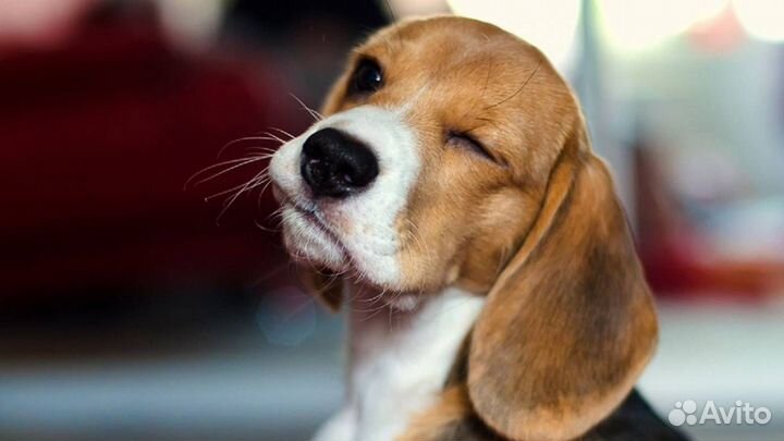 Щенок бигля