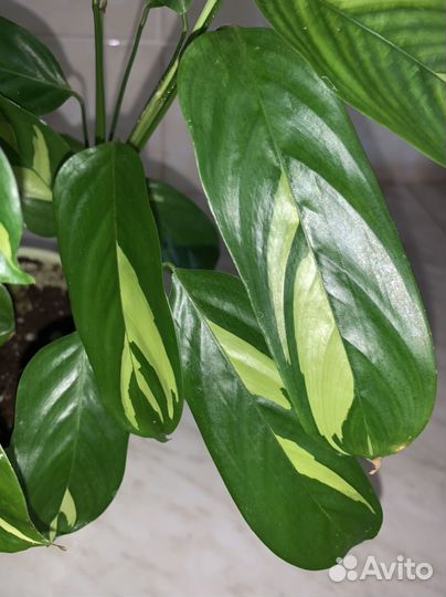 Комнатные растения