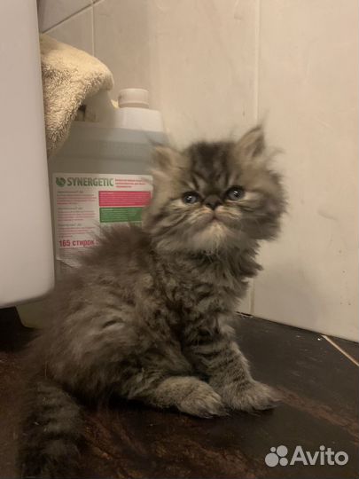 Котята экзоты