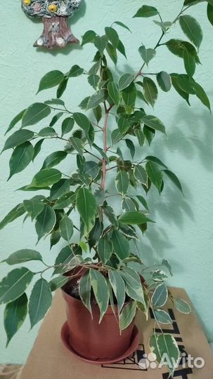 Продам фикус