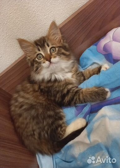Котенок в добрые руки девочка