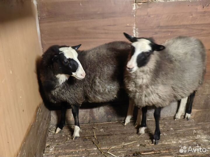 Овцы бараны