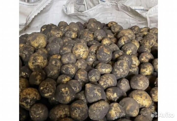 Семенной картофель