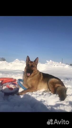 Немецкая овчарка вязка