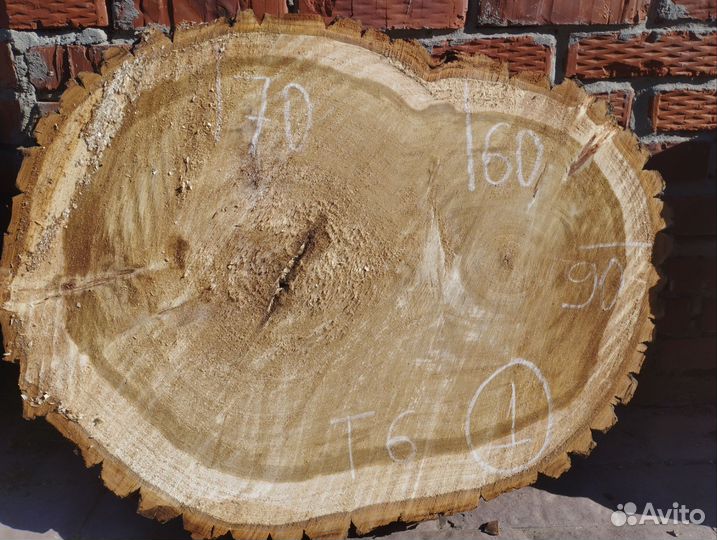 Большие спилы тополя