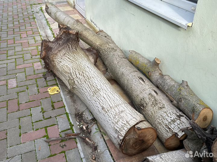 Ствол грецкого ореха