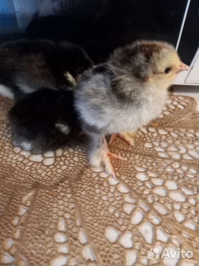 Цыплята