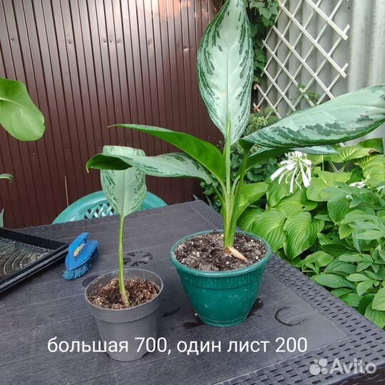 Аглоанема, фикус, плющ, очиток моргана, сциндарсус