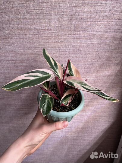 Строманта триколор