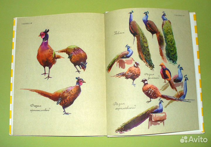 Ян Соколовский. Животные из моего альбома