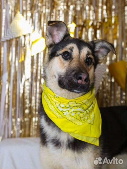 Собака в добрые ручки