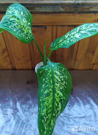 Диффенбахия сорт Макулата