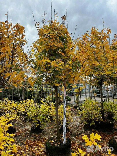 Клен Остролистный/400-500 см о/с 12-14-16