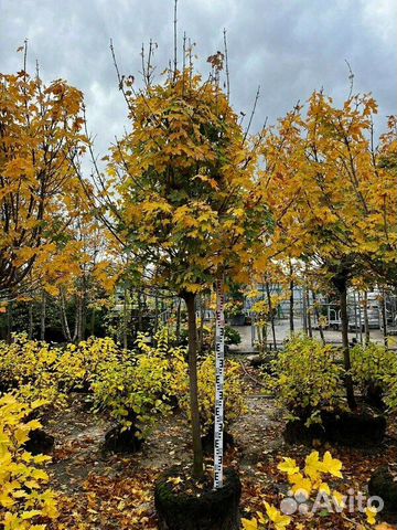 Клен Остролистный/400-500 см о/с 12-14-16