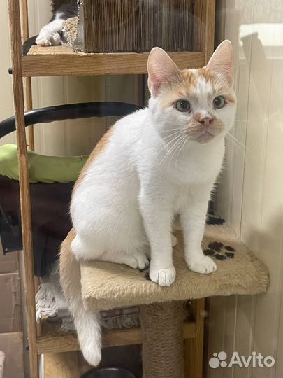 Очаровательный кот