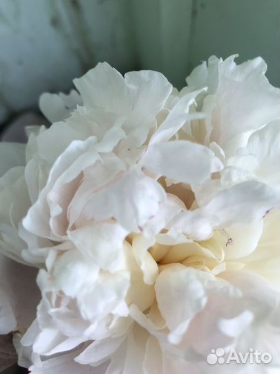 Пион, тюльпан, нарцисс, дельфиниум, люпин