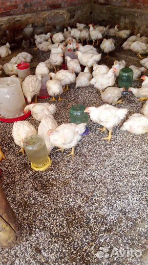 Куры бройлеры