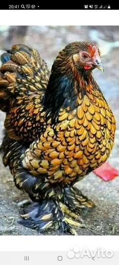 Куриный помет удобрение