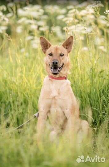 Собака из приюта