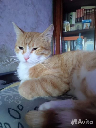 Кот стерильный